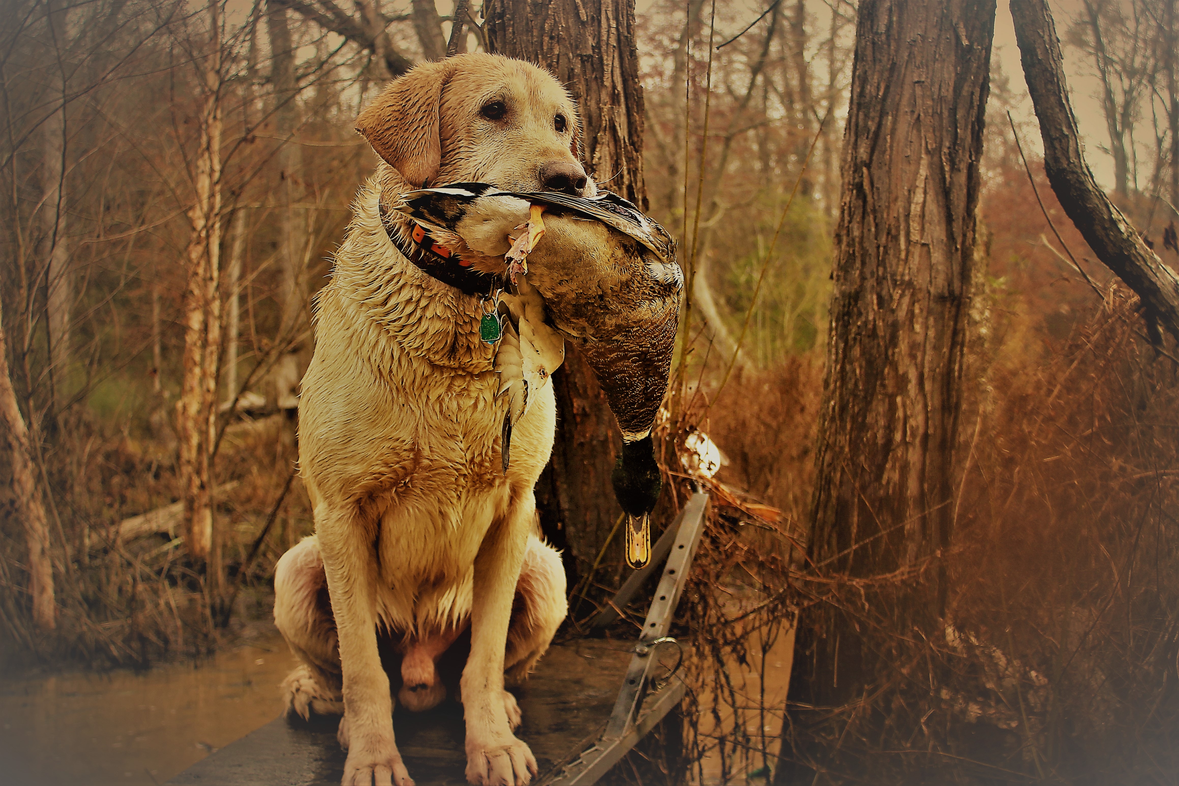 Yukon's Kanati Super Chief | Yellow Labrador Retriver