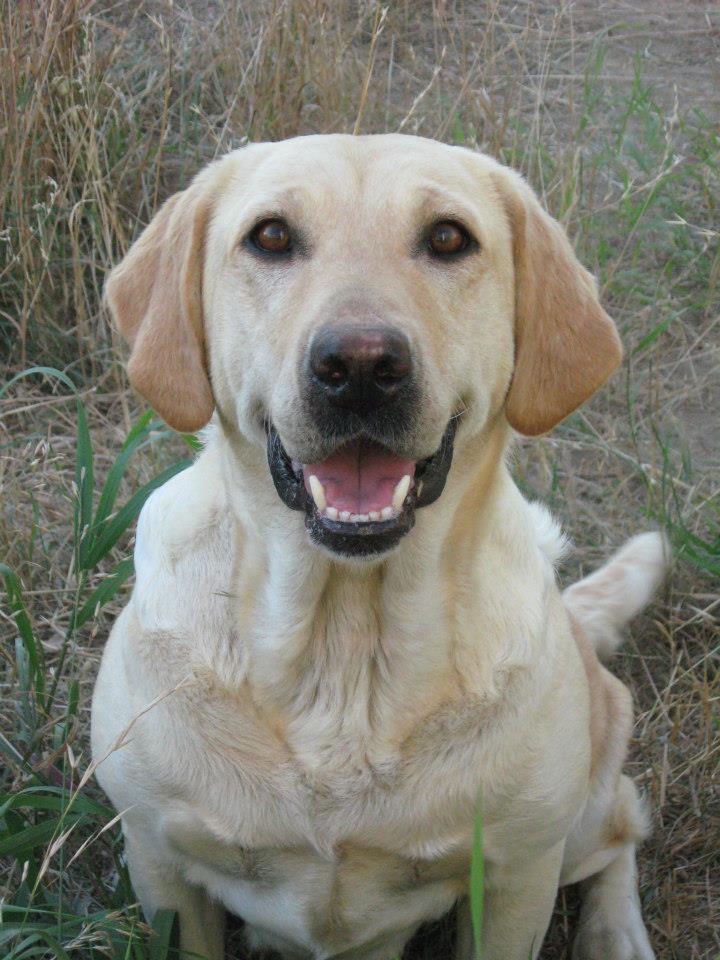 Harley's Poppin Creekside Girl | Yellow Labrador Retriver