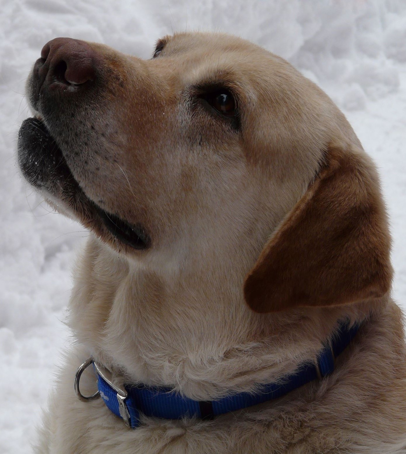 Harley Jackson Davidson | Yellow Labrador Retriver