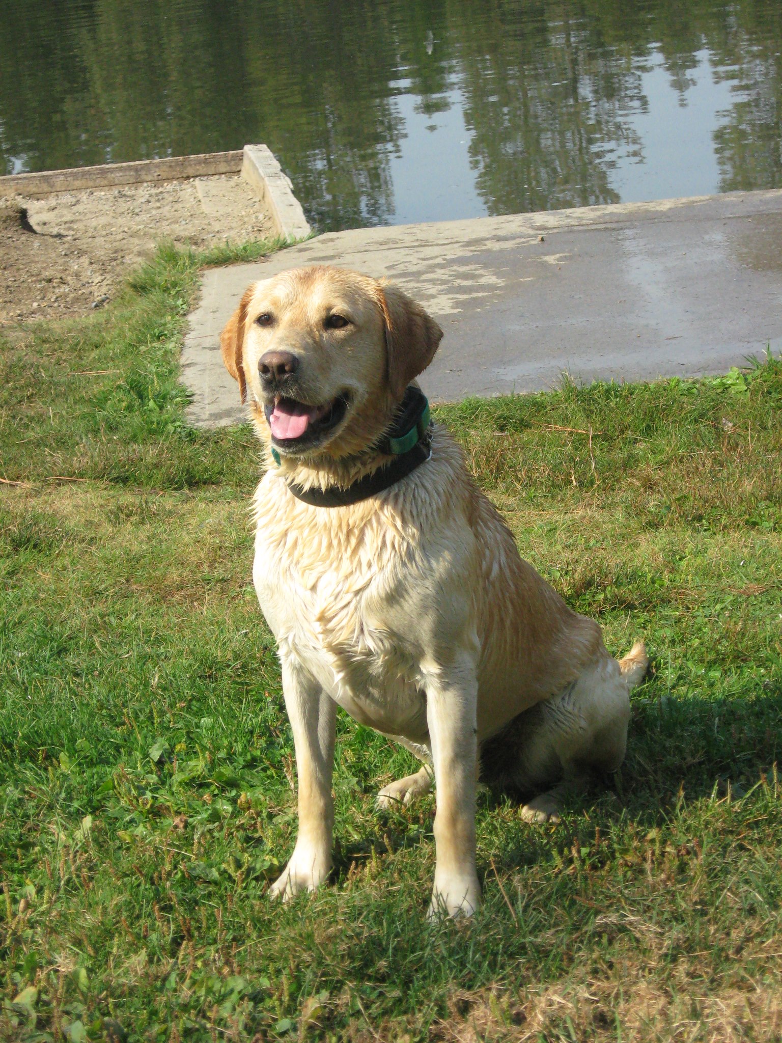 Decoy's Creekside Sargent | Yellow Labrador Retriver