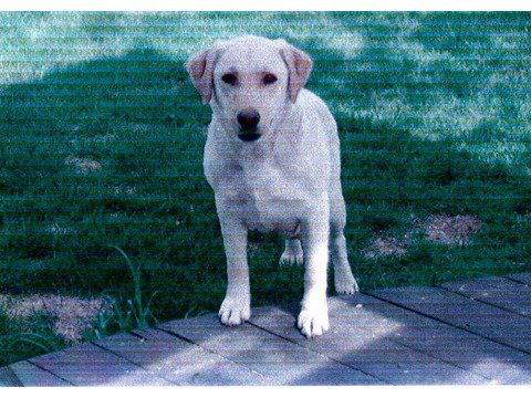 Tamarack's Razzle Dazzle Gal | Yellow Labrador Retriver