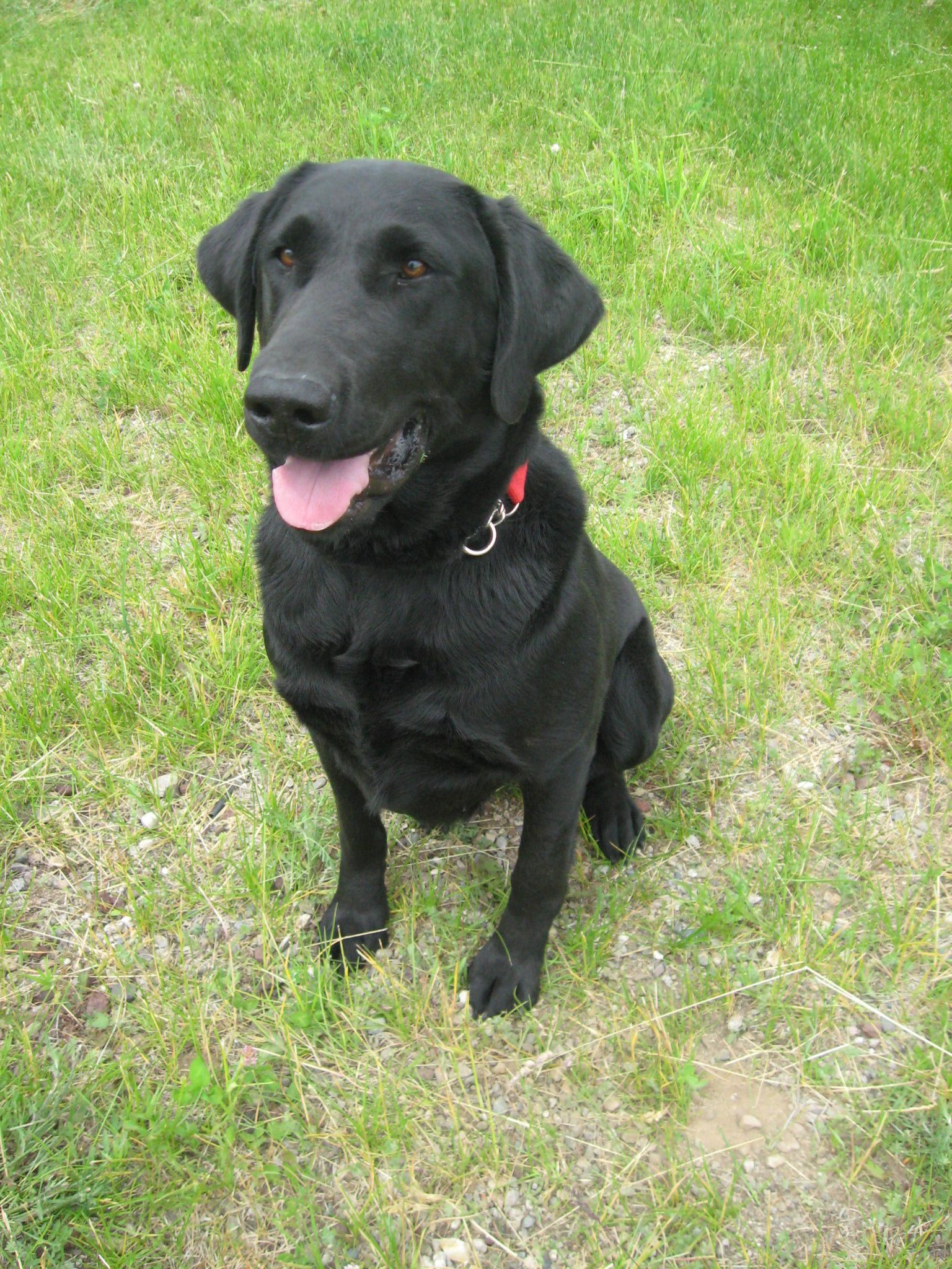 Kallypso Kali Pita | Black Labrador Retriver