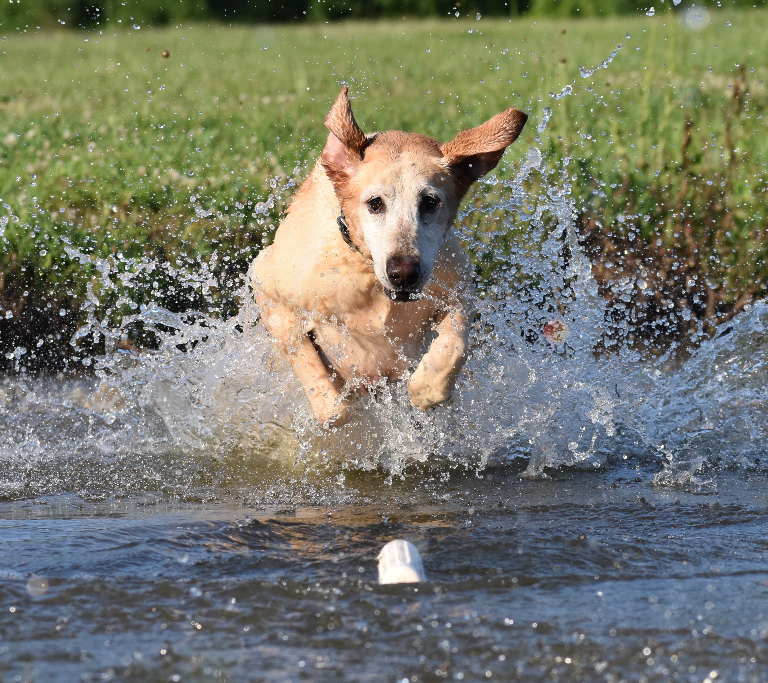 GRHRCH UH Hurricane Abby Cat.V | Yellow Labrador Retriver