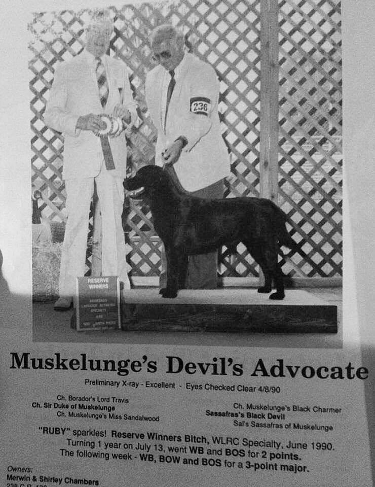 CH Muskelunge's Devil's Advocate | Black Labrador Retriver