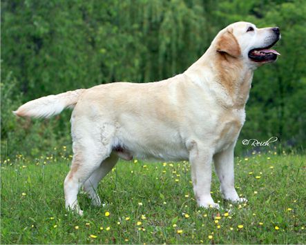 BISS AM/CAN CH Lubberline Martingale | Yellow Labrador Retriver