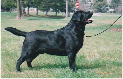 CH Hunt Club Clayview Funny Bear | Black Labrador Retriver