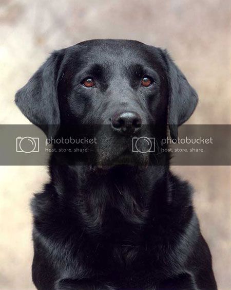 FTCH Hatchfield Feargal | Black Labrador Retriver