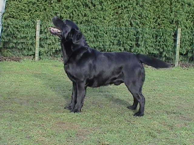 Flanders Pride Vivaldi | Black Labrador Retriver