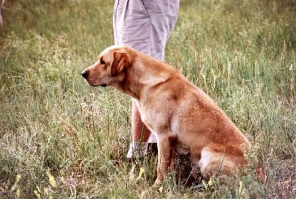 MHR Kerrybrook's Drake Can Do MH | Yellow Labrador Retriver