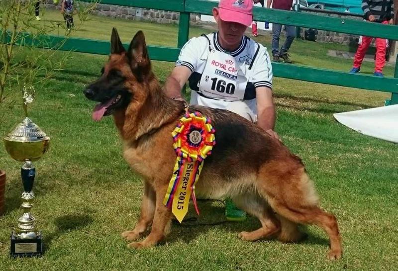 Venja de la Casa de los Markes | German Shepherd Dog 