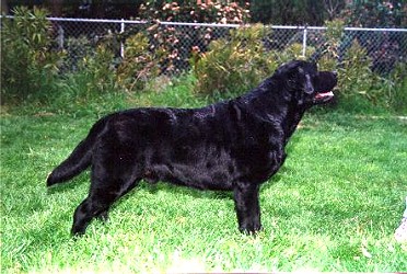 BISS CH Weathertop El Nino | Black Labrador Retriver