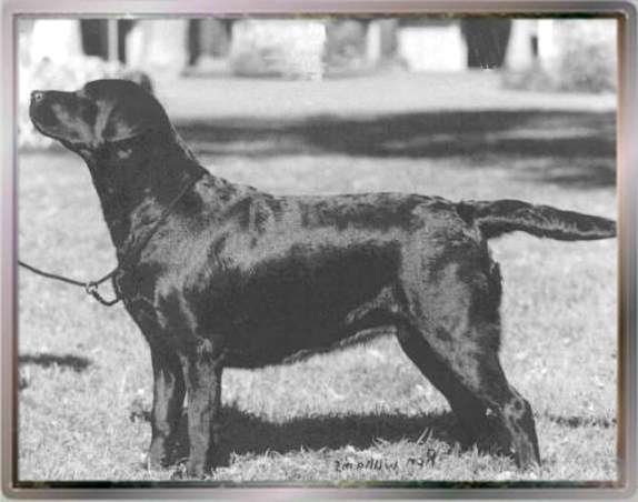 CH Beechcroft Weathertop Wind CGC | Black Labrador Retriver