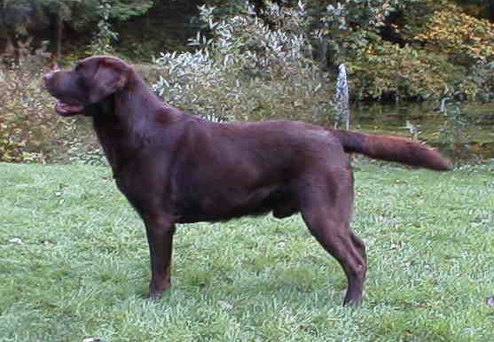 CAN CH INT CH Warringah's Warrah Creek | UNKN Labrador Retriver