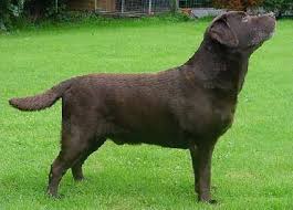 CCW Naiken Eduardo Esquire | Chocolate Labrador Retriver