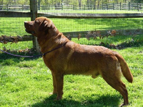 Borador's Moose | Yellow Labrador Retriver