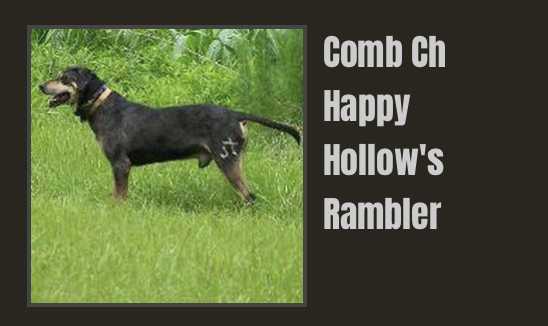 Happy Hollow's Rambler | Catahoula Leopard Dog 
