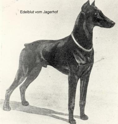 Edelblut v. Jägerhof (DZB 4691) | Black Doberman Pinscher