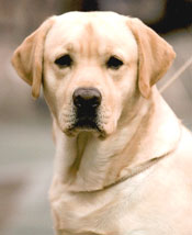 CH  Ridge View Virginia Gentleman CD RN SH | Yellow Labrador Retriver