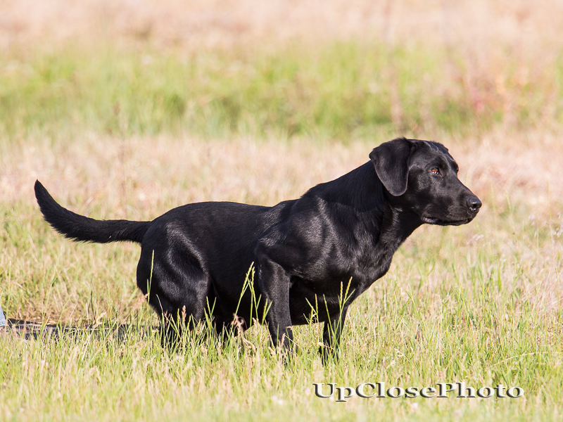 NAFC FC AFC Mulligan Off The Rainy T JH | Black Labrador Retriver