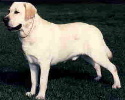 CH Stonecreek's Jewel Thief | Yellow Labrador Retriver