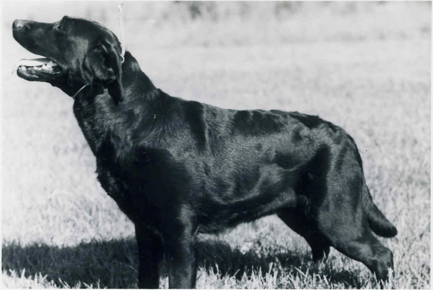 Groveton's Kari Of Chilbrook | Black Labrador Retriver