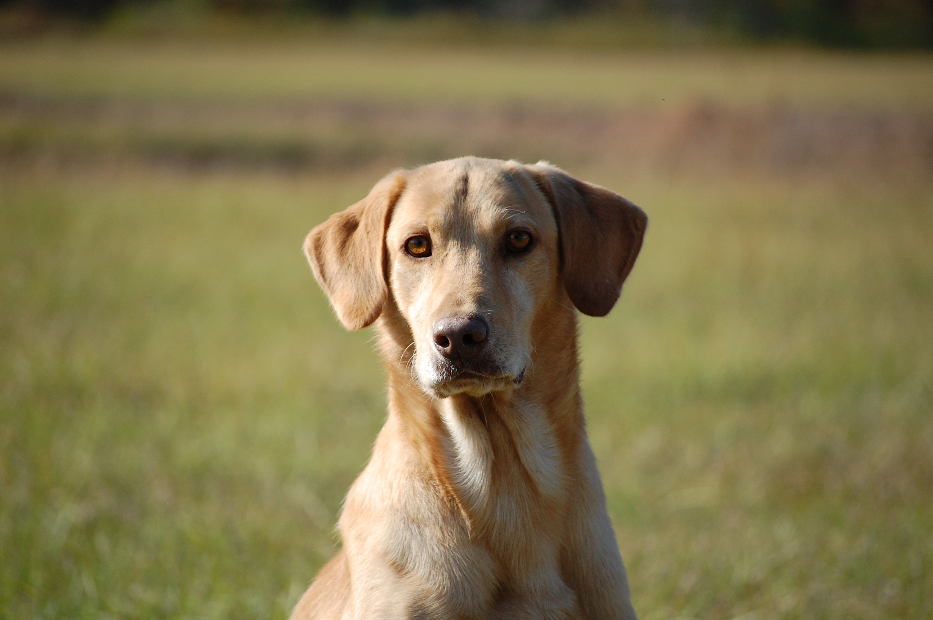 HRCH Grayday's They Call Me Hemi | Yellow Labrador Retriver