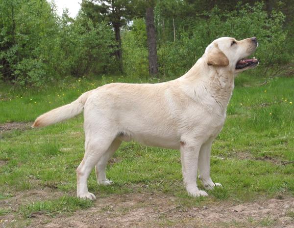 Ch Mailiksen Gentleman | Yellow Labrador Retriver