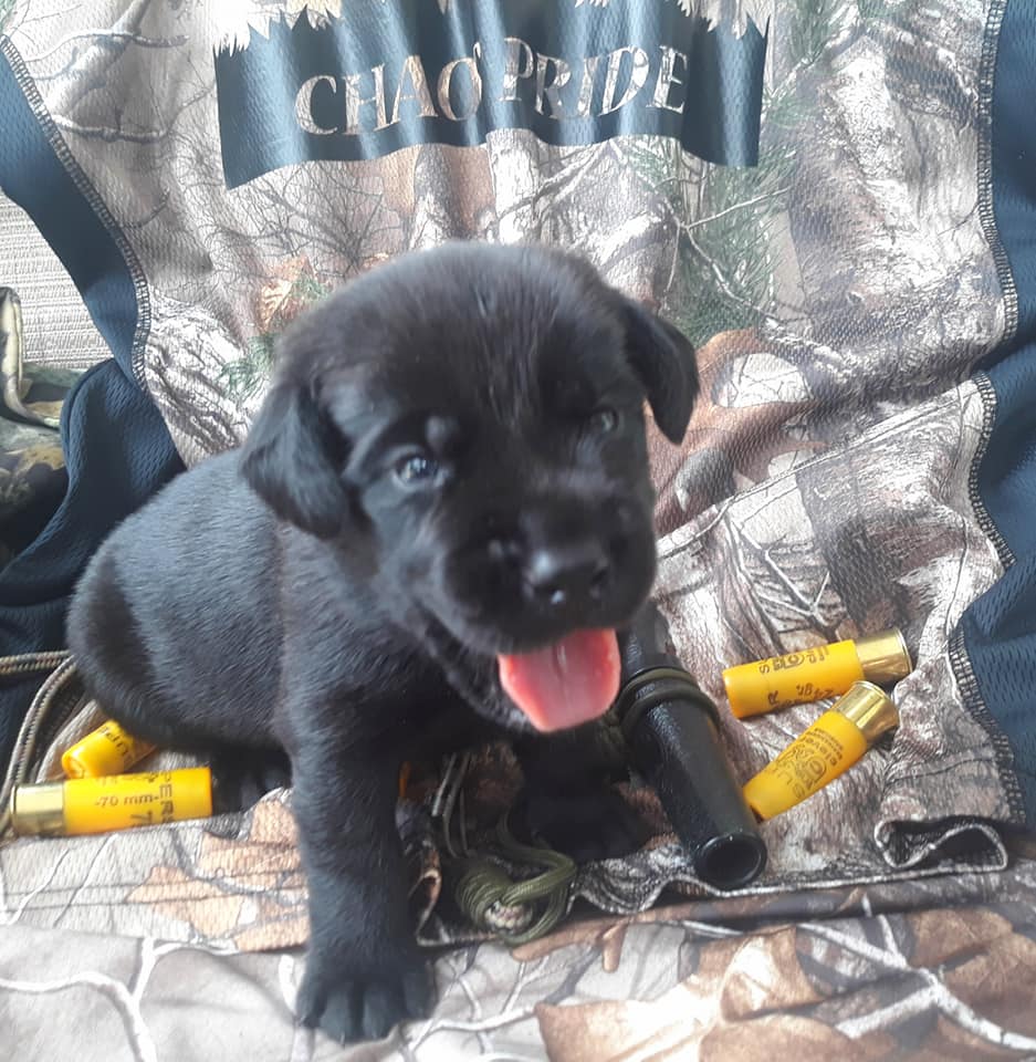 Capitan Arecibo Lulu | Black Labrador Retriver