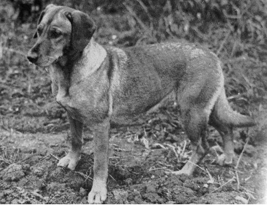 Folkingham Speedy | Yellow Labrador Retriver