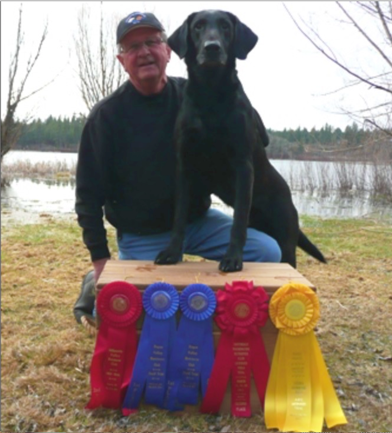 FC AFC Widgeon's Carbon Chip | Black Labrador Retriver