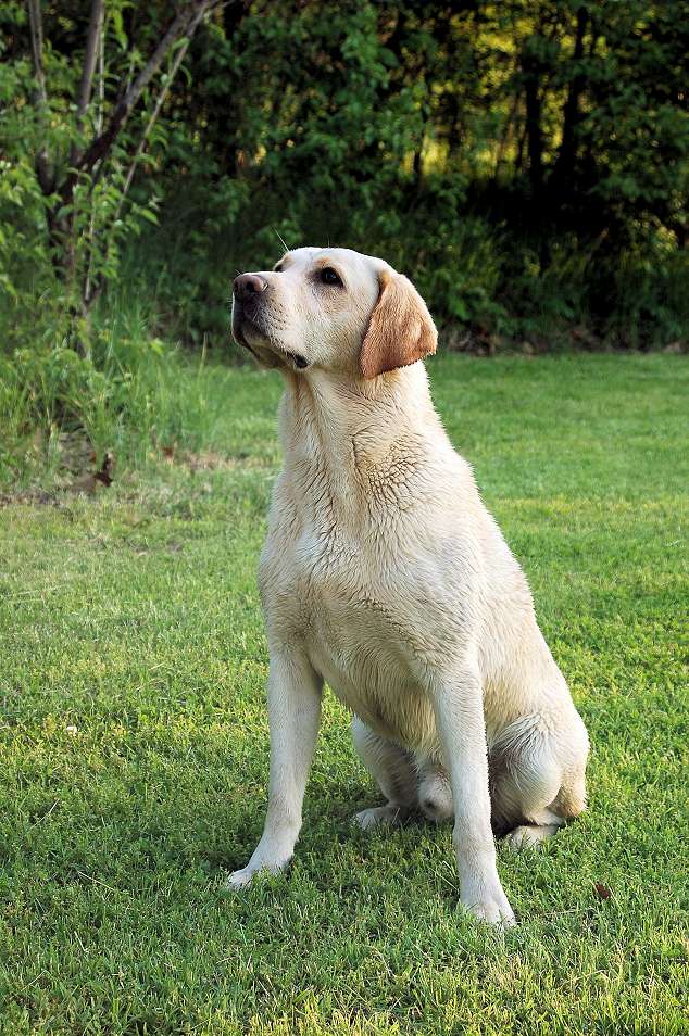 HRCH UH Kenzies Golden Drake SH | Yellow Labrador Retriver