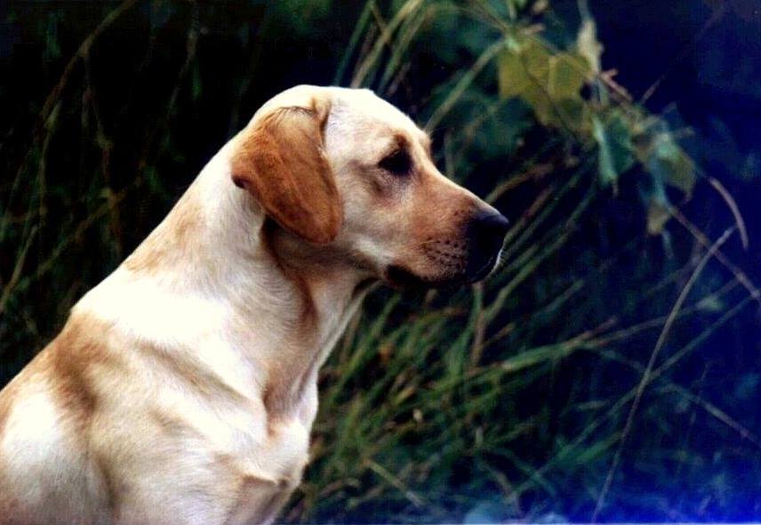 Kerrybrooks Tabloid MH | Yellow Labrador Retriver