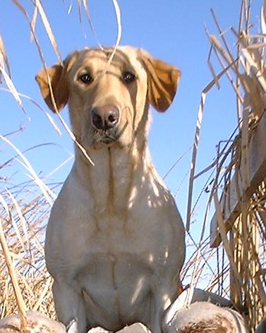 HRCH Duckdawg's Jingo Jango | Yellow Labrador Retriver