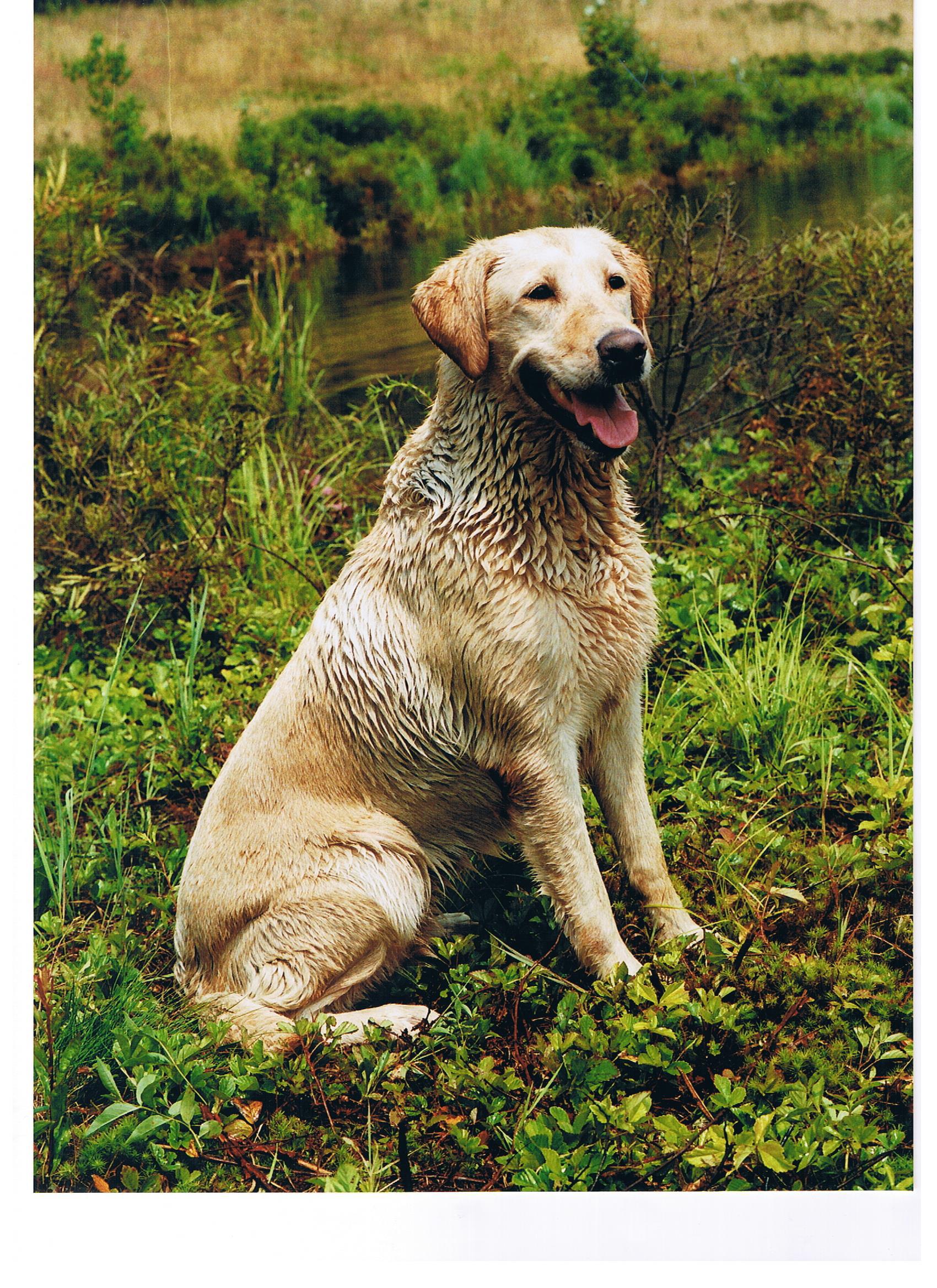 Naiad's Wiser Streak MH QA2 | Yellow Labrador Retriver