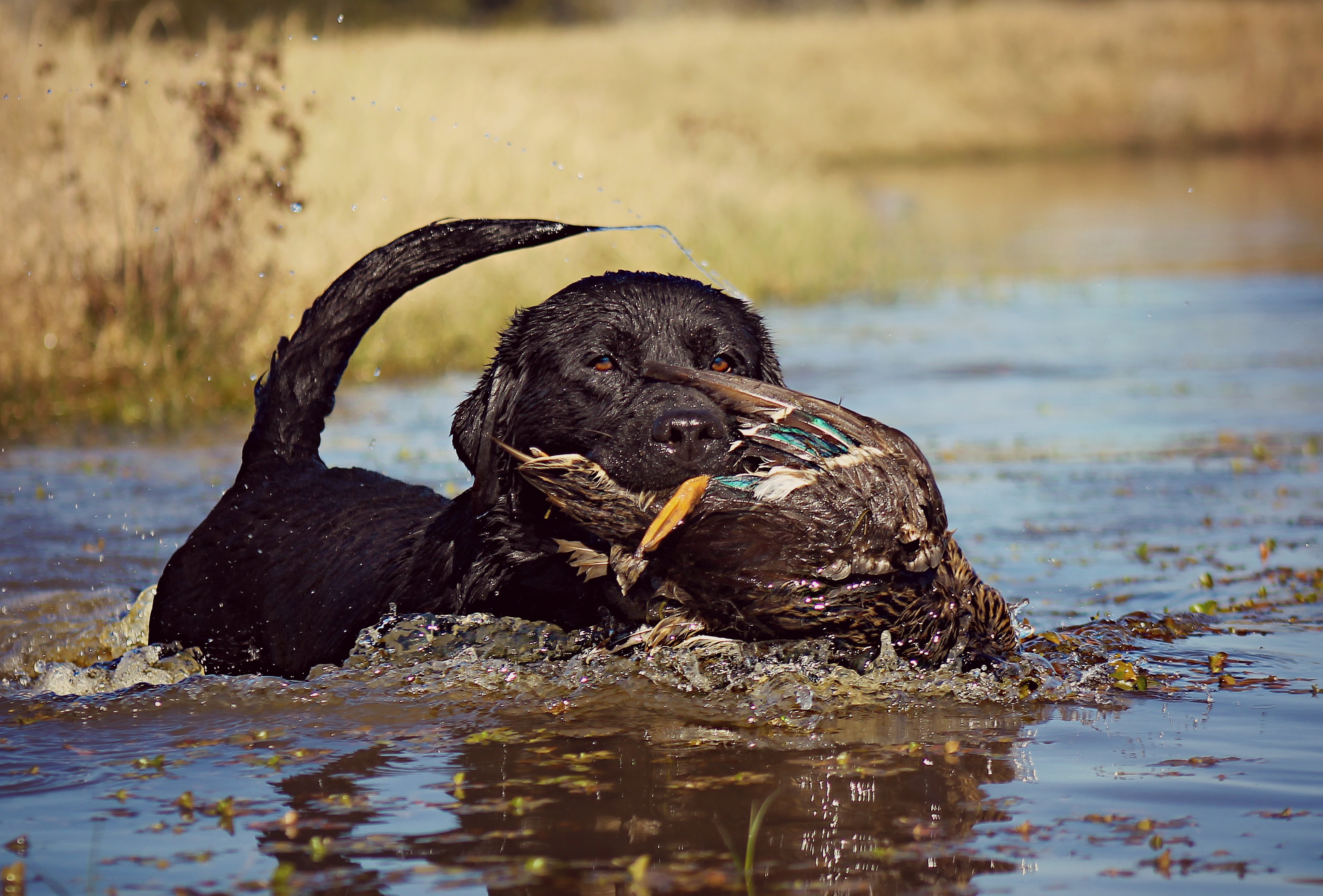 CH HRCH Klassic's Highvoltage F-18 MH CGC | Black Labrador Retriver