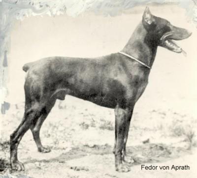 Fedor v. Aprath (Deutz) | Brown Doberman Pinscher