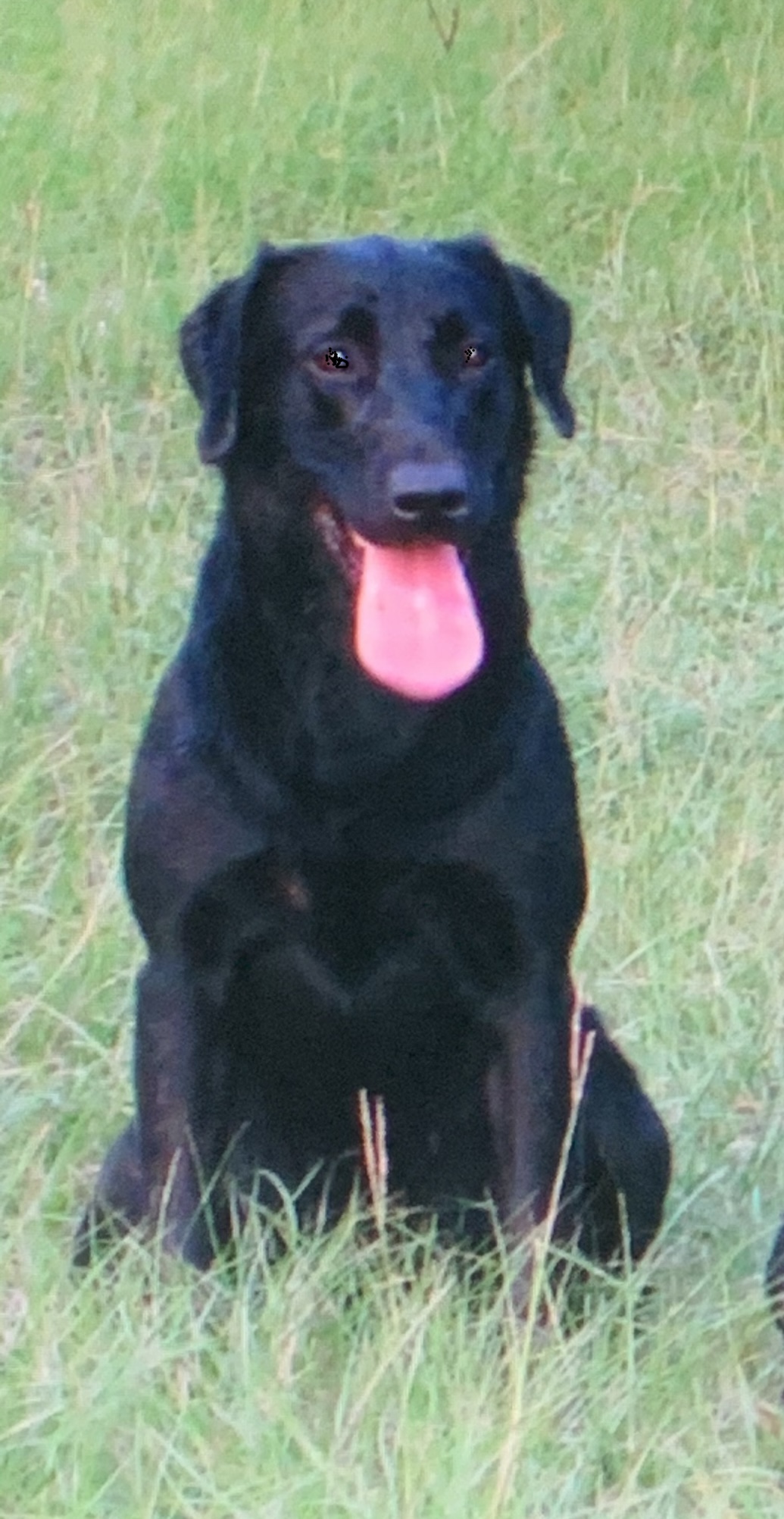 Black Bottom Blues | Black Labrador Retriver