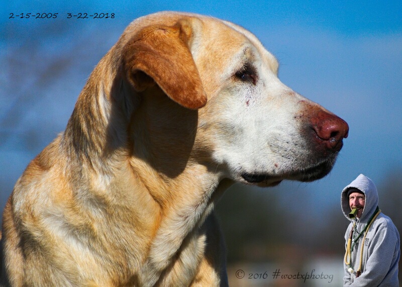 HRCH Sunni Rae SH | Yellow Labrador Retriver