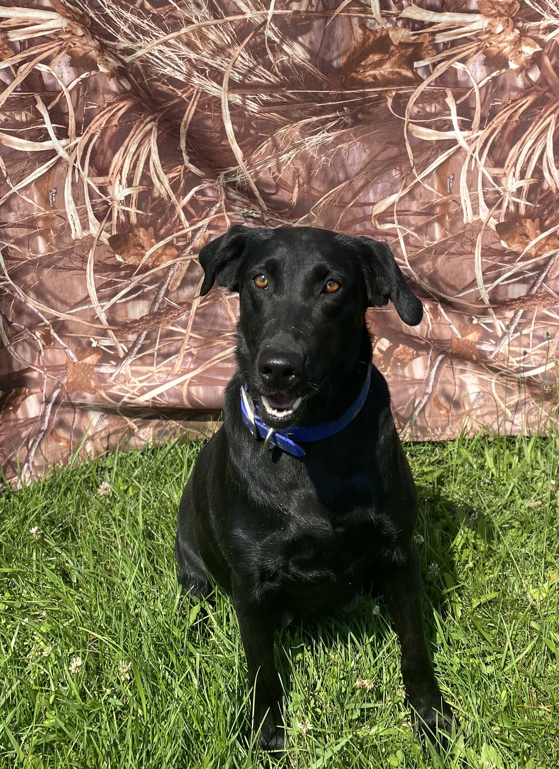 Branbrook's Rocket | Black Labrador Retriver