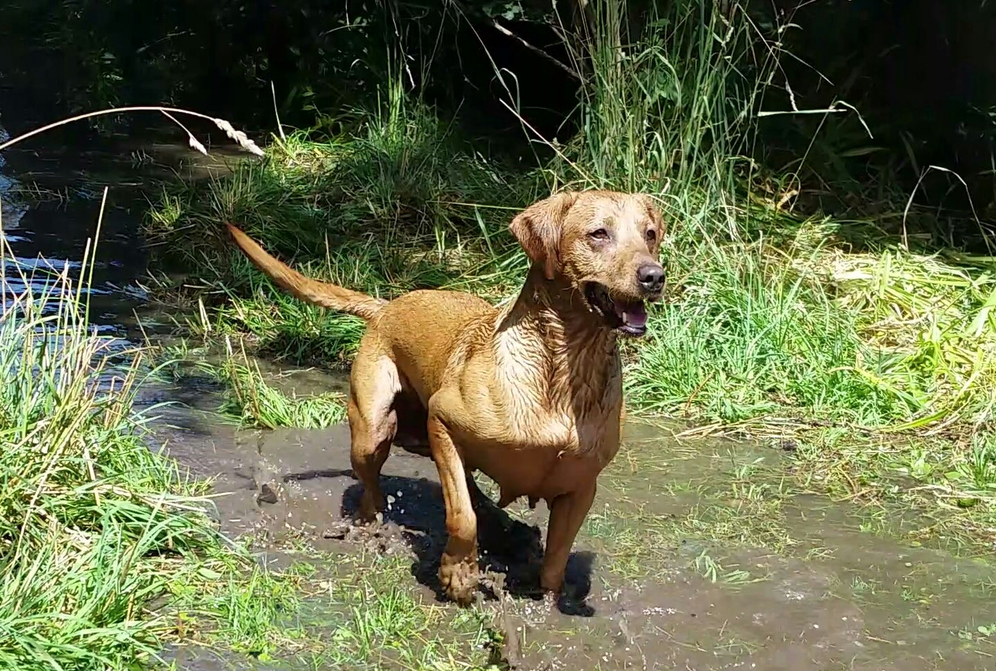 DUCKPUP'S PSR CHILLI PEPPER*** | Yellow Labrador Retriver