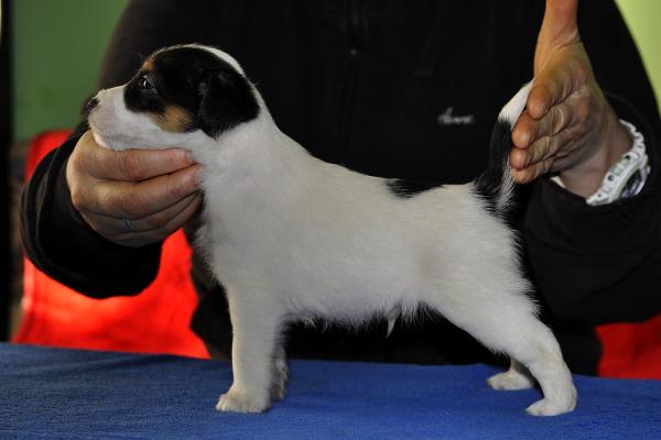 BAXTER Equus | Parson Russell Terrier 