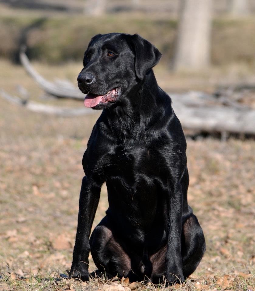 AFC Grindstone's Lethal Weapon | Black Labrador Retriver