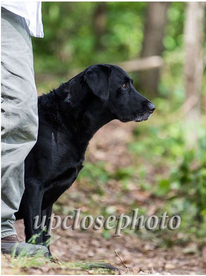 FC AFC HRCH Black Smoke Arising MH | Black Labrador Retriver