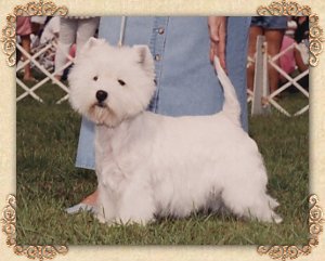 Den-Marc's Ruby Tuesday | West Highland White Terrier 
