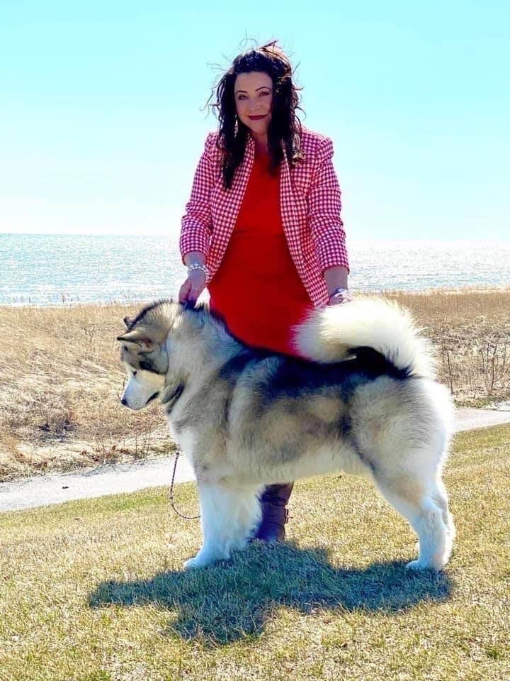 Windchaser's Right To Bear Arms | Alaskan Malamute 