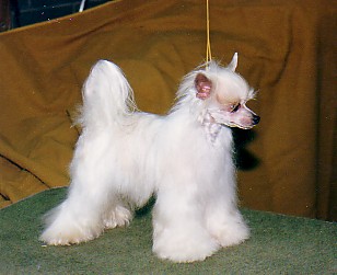 Gingery's Seawolf Of Oz | Chinese Crested 