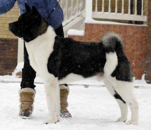 Russtar Ul-Han | Akita 