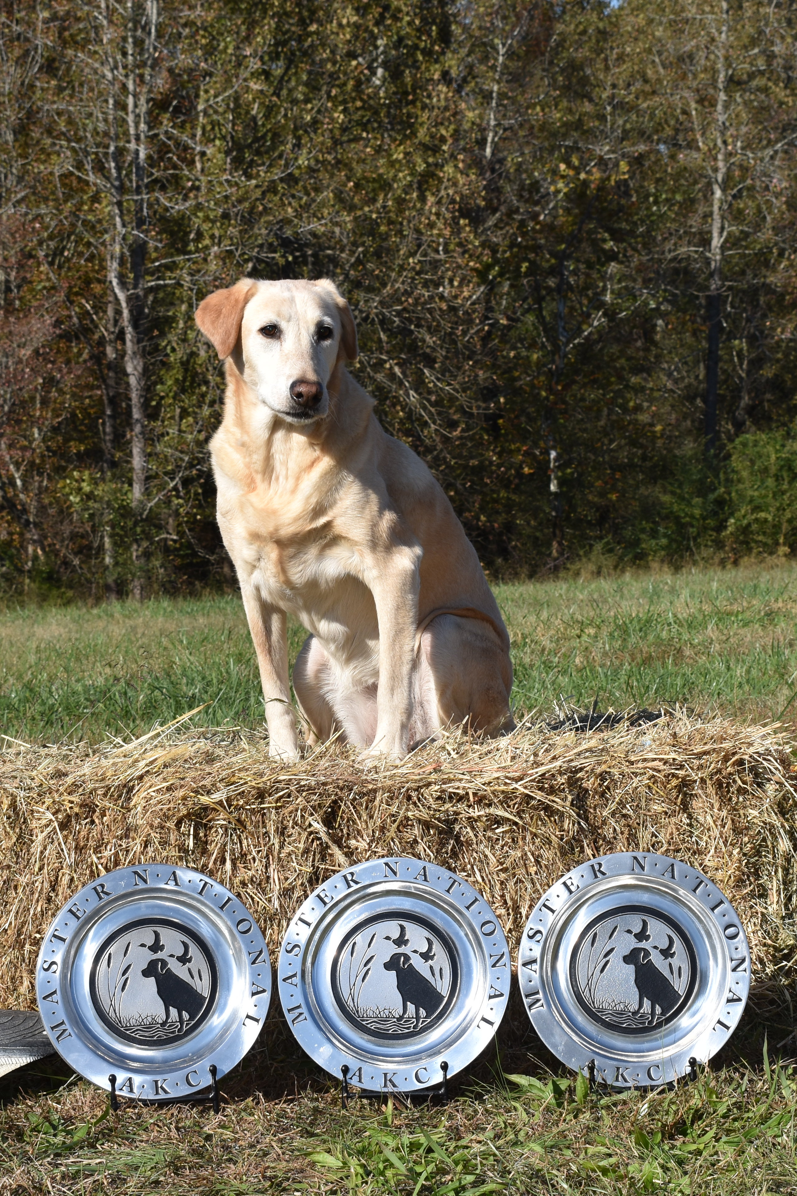 Crimson's Coriander Dream MH MNH | Yellow Labrador Retriver