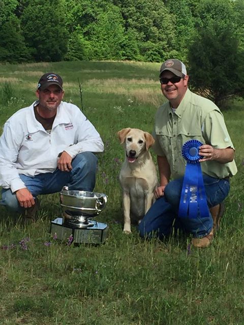 AFC Bronx Bomber II | Yellow Labrador Retriver