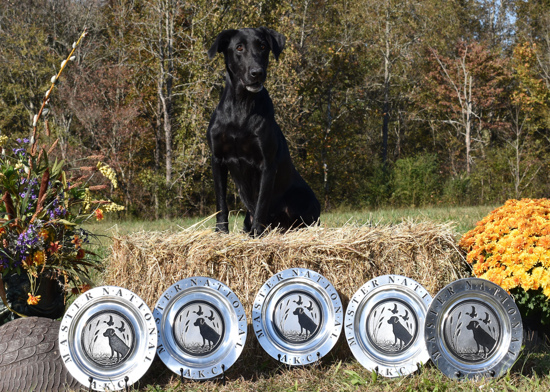 Crimson's Black Powder Girl MH MNH5 | Black Labrador Retriver